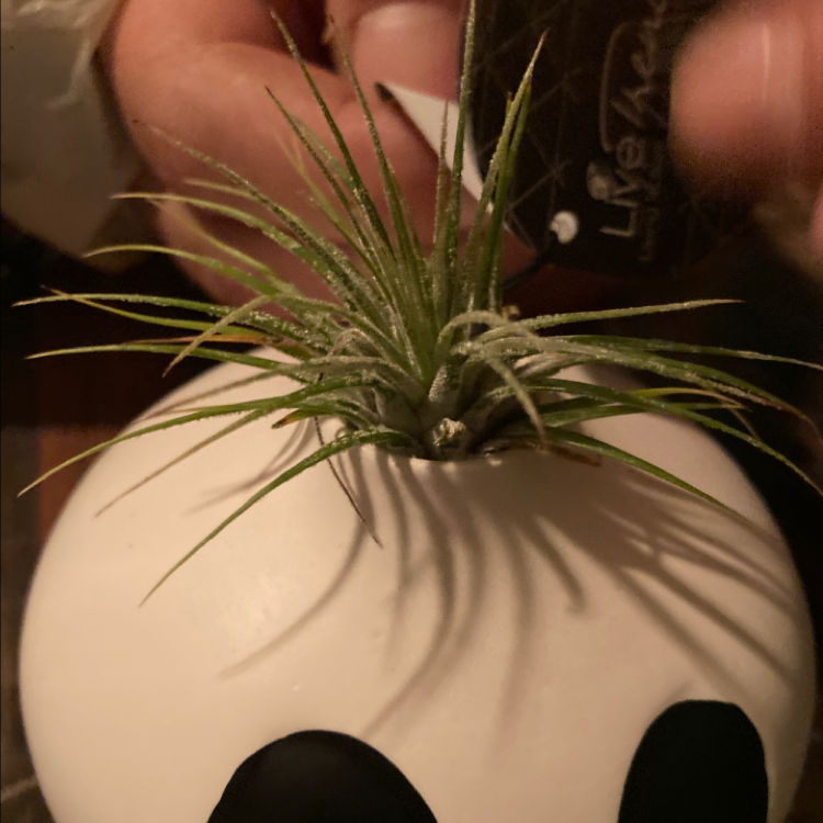 Photo of the plant species Fishbone Air Plant by @Missesmassacre named Jack on Greg, the plant care app