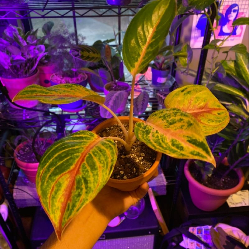 A Herbst's Bloodleaf plant with large variegated yellow and green leaves. Some browning on leaf edges. Under grow lights.