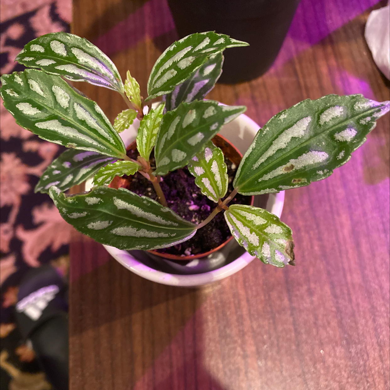 Healthy Aluminum Plant (Pilea cadierei) in a small pot with characteristic silver markings on green leaves.