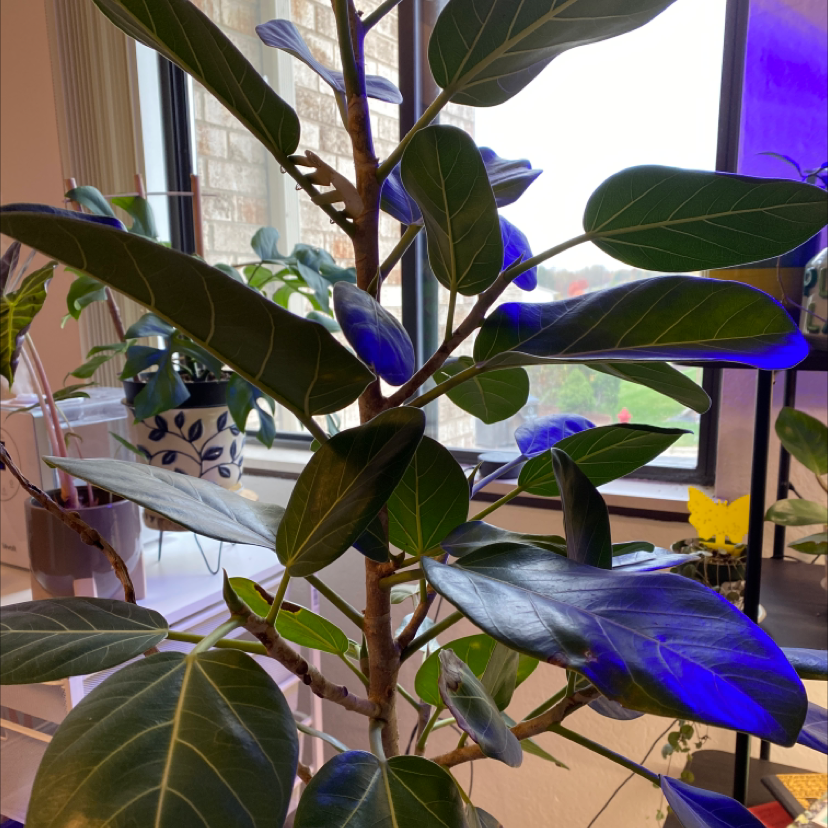 Indoor Council Tree plant with broad, dark green leaves near a window.