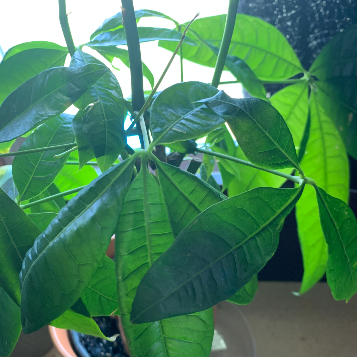 A healthy, thriving Money Tree plant with large green leaves, well-framed and in focus indoors.