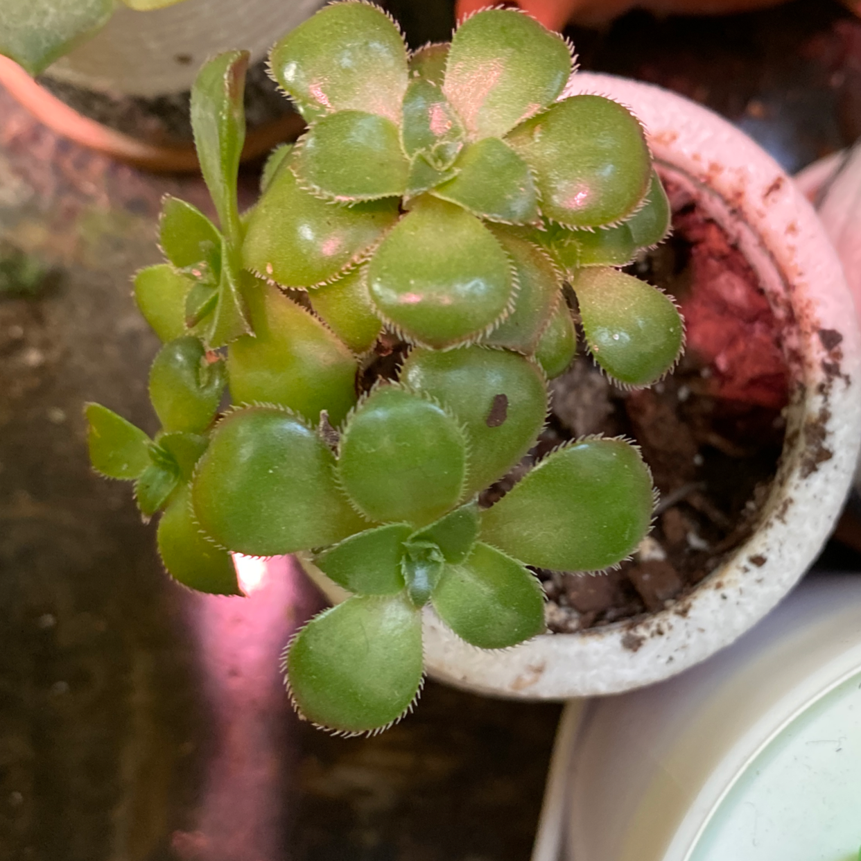 Tree Aeonium plant in a small pot with vibrant green leaves and a small black spot on one leaf.
