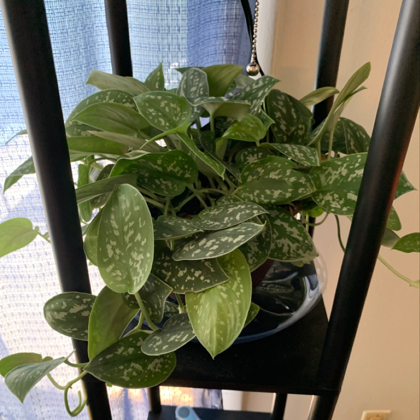 Healthy Satin Pothos plant with glossy green and silver variegated leaves hanging in a basket, free of damage or disease.
