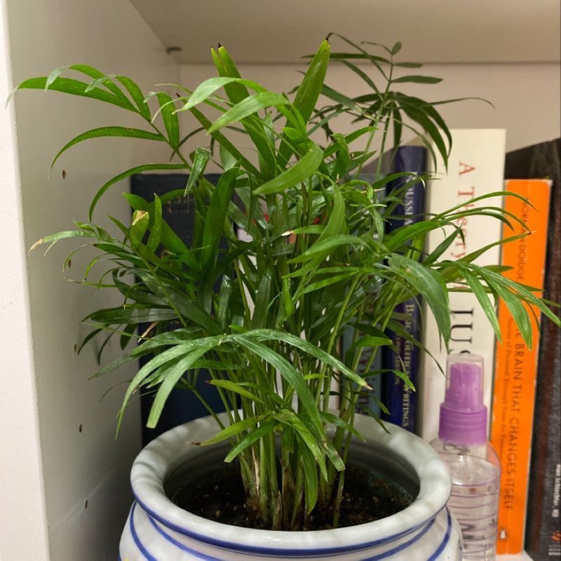 Healthy Parlour Palm in a white ceramic pot, placed on a shelf with books and other items. The plant has lush green leaves.