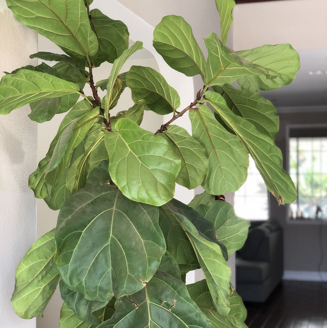 Photo of the plant species Fiddle Leaf Fig by @Colin named Figgy on Greg, the plant care app