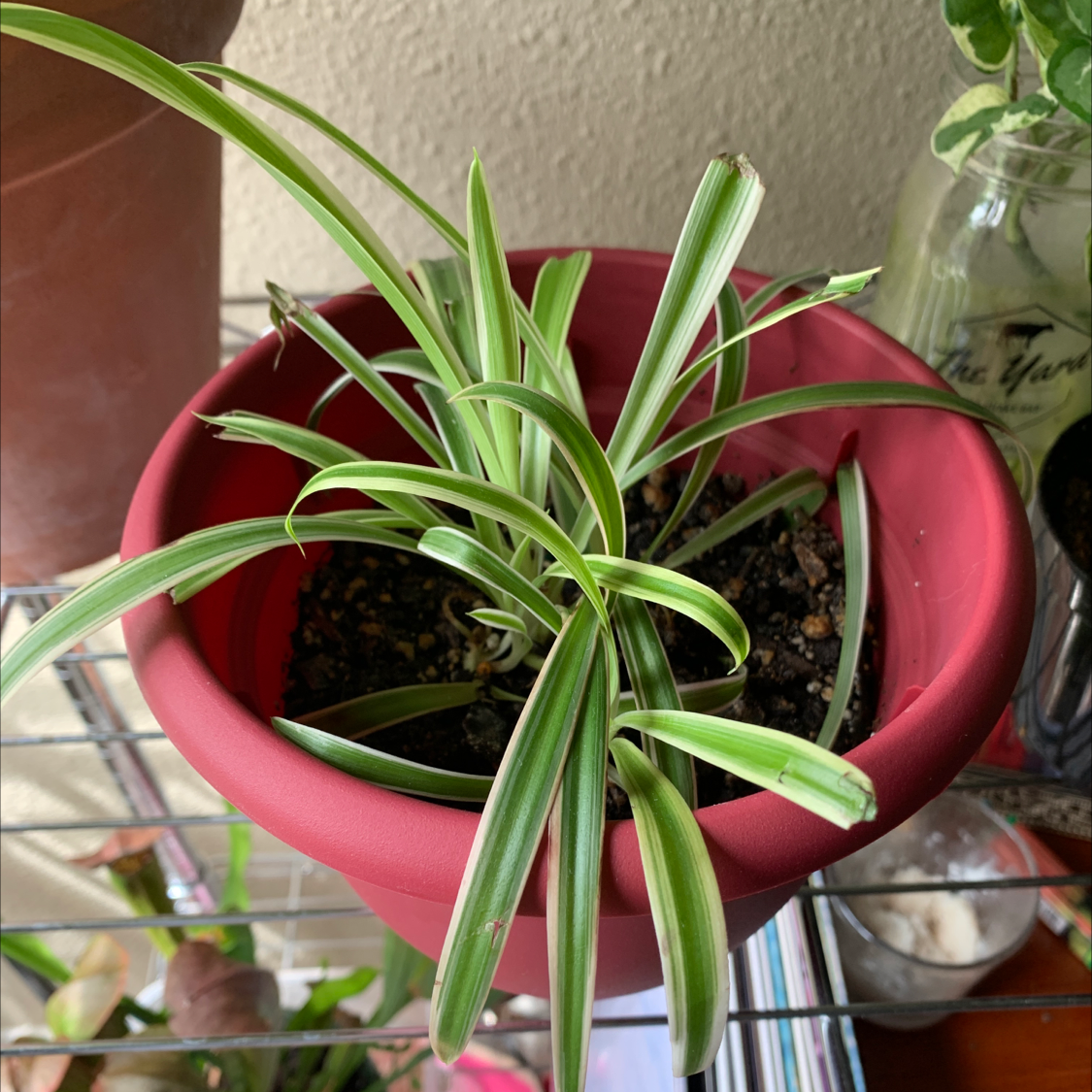 Healthy Spider Plant in a red pot with visible soil and green and white striped leaves.