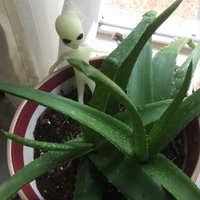 Yearround Light Requirements For My Aloe Vera