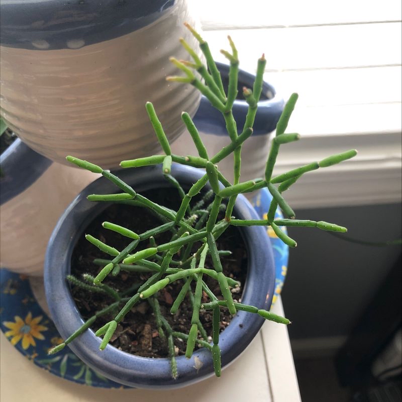Potted Dancing Bones plant with green segmented stems in a small pot with visible soil.