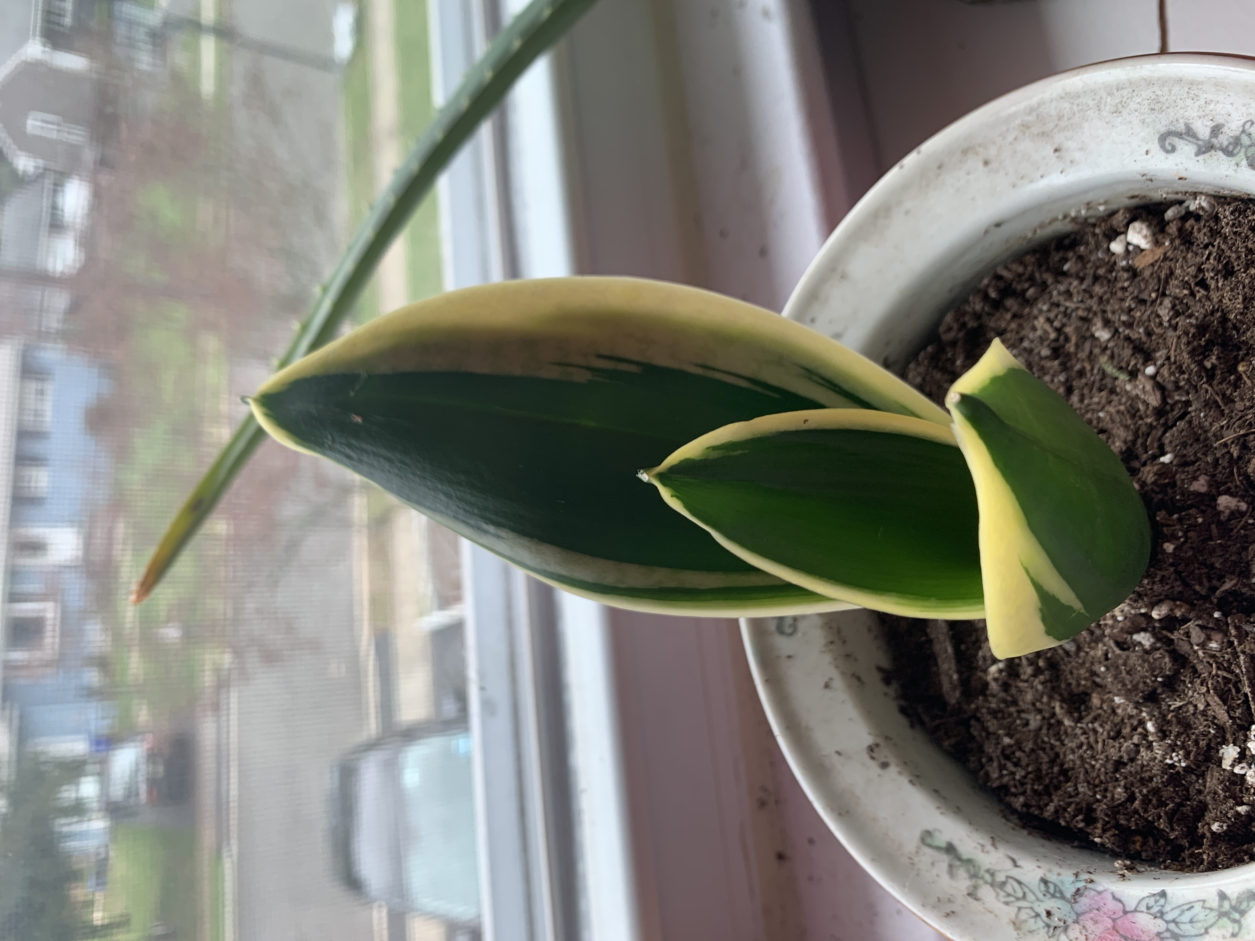 Sansevieria 'Lauren' plant in a pot on a windowsill with visible soil.