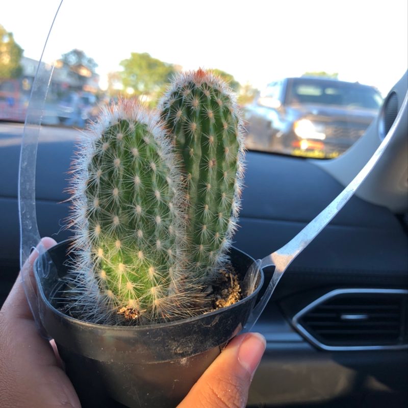 Healthy lace hedgehog cactus with dense white spines held in a person's hand inside a car, dashboard visible in background.