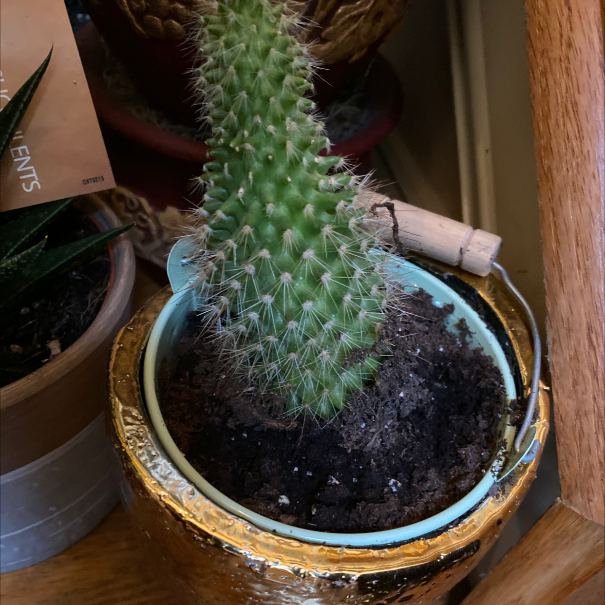 Bunny Ears Cactus in a pot with visible soil, well-framed and in focus.