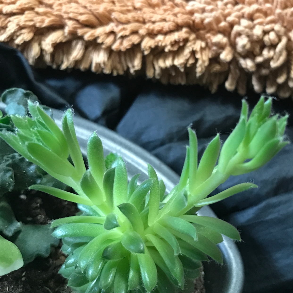 Jenny's Stonecrop succulent plant with healthy green leaves in a pot.