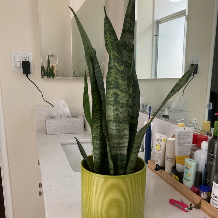 Healthy Snake Plant (Sansevieria trifasciata) in a green pot on a bathroom counter.