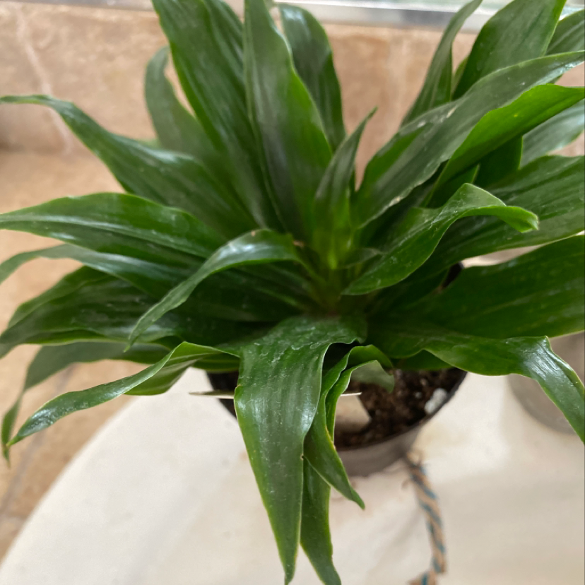Healthy cornstalk dracaena plant with long slender dark green leaves in a brown pot on a tiled surface.