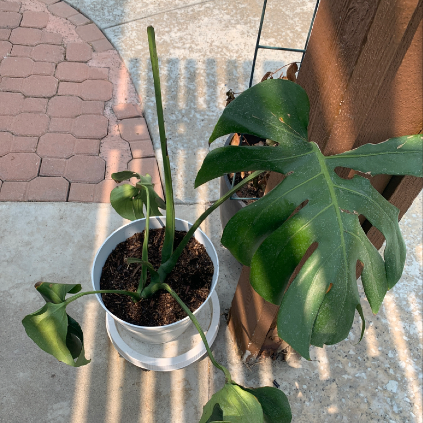 Photo of the plant species cyanotis by Alyssa named Sully scoliosis on Greg, the plant care app