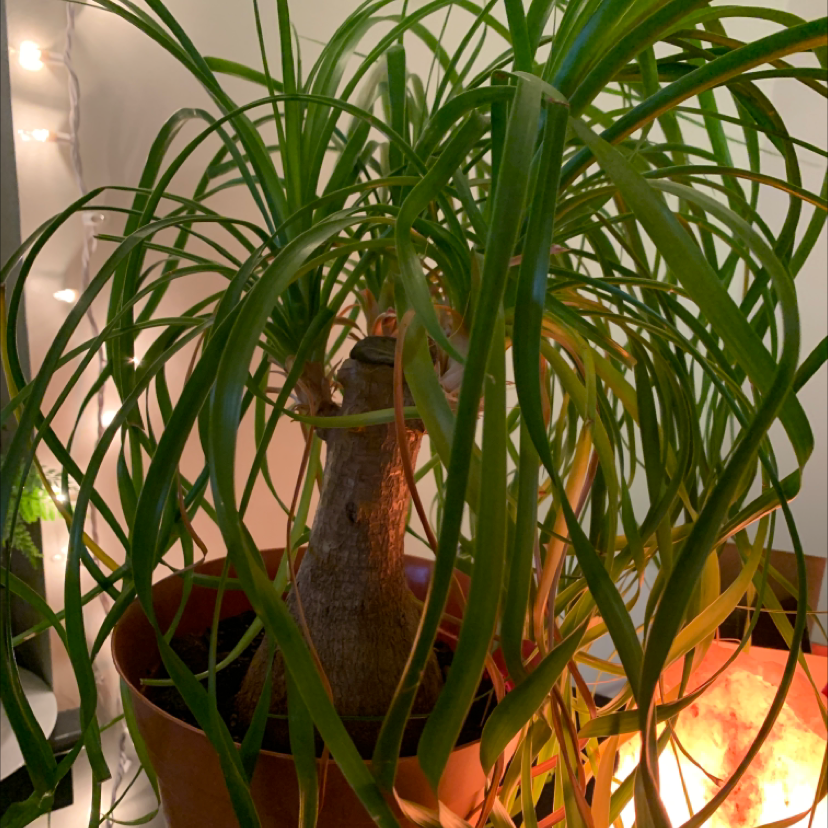 A healthy, mature Ponytail Palm with a thick trunk and long, cascading green leaves, potted indoors with decorative lights in the background.