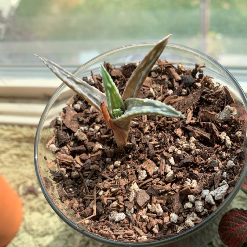 Earth Stars plant in a glass container with visible soil and some leaf discoloration.