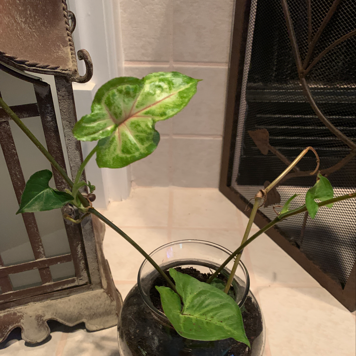 Healthy arrowhead plant with vibrant green leaves in a glass bowl near a window with blinds, no signs of disease or distress.