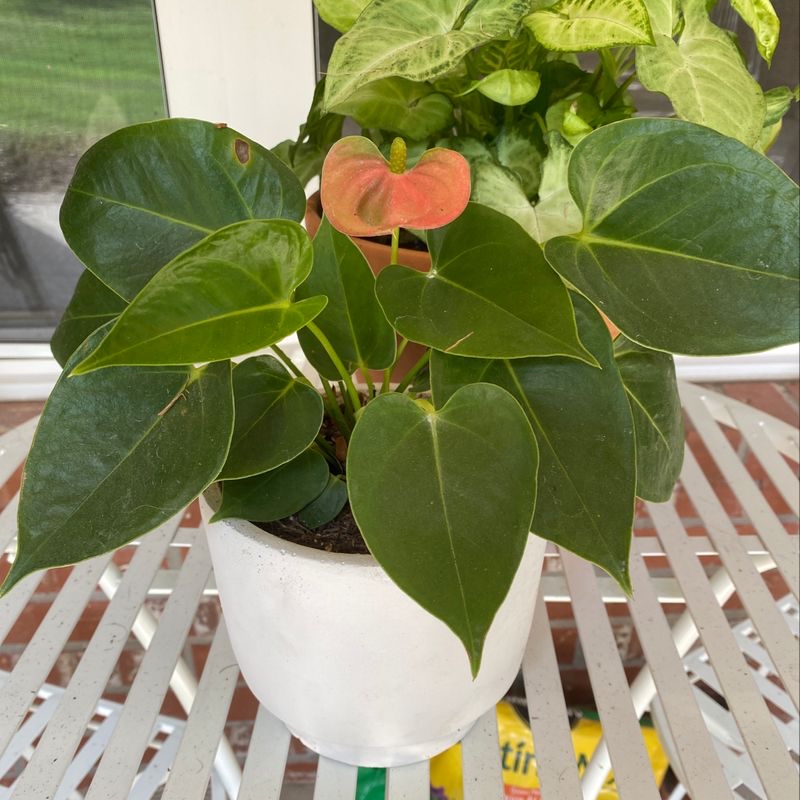 Photo of the plant species Bonsai by Chloe named Joan on Greg, the plant care app