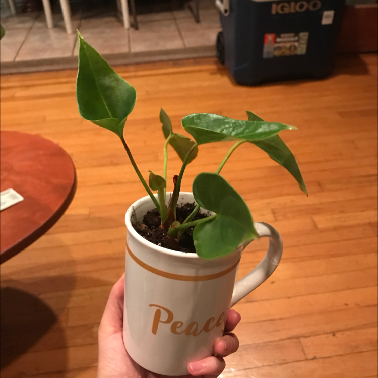 A hand holding a small potted Painter's Palette plant with glossy green heart-shaped leaves, on a wood surface.