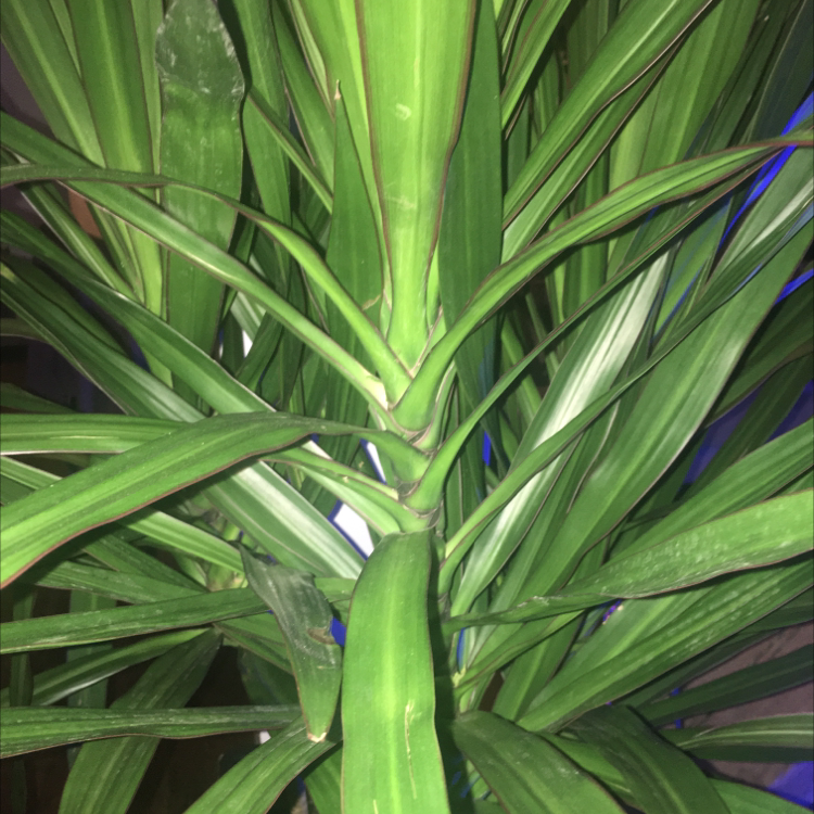 Close-up of a healthy Blue-Stem Yucca with long green leaves in a spiky symmetrical pattern.