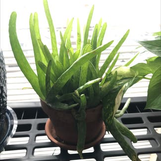 Aloe Vera plant in Manassas, Virginia