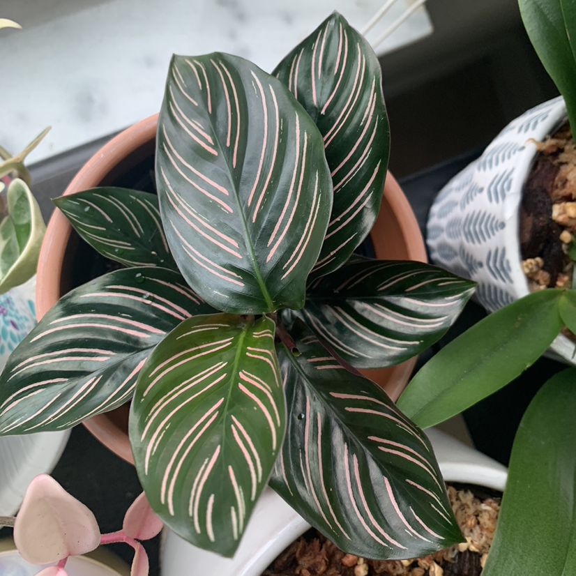 Pinstripe Calathea plant with pink stripes on dark green leaves in a pot.