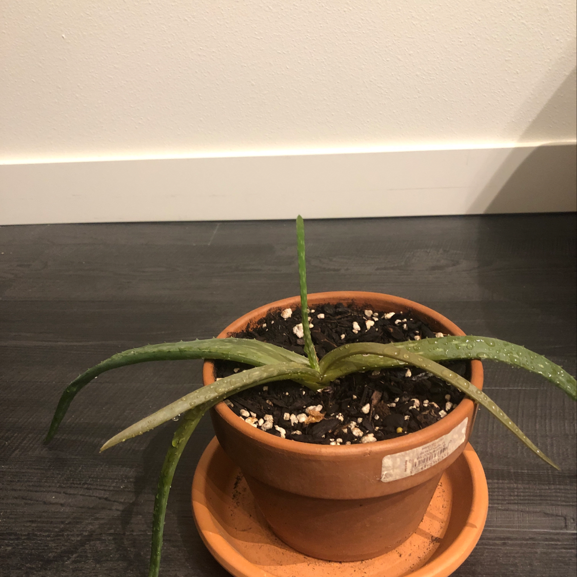 Healthy aloe vera plant growing in a small terra cotta pot, with thick green leaves and visible soil surface.