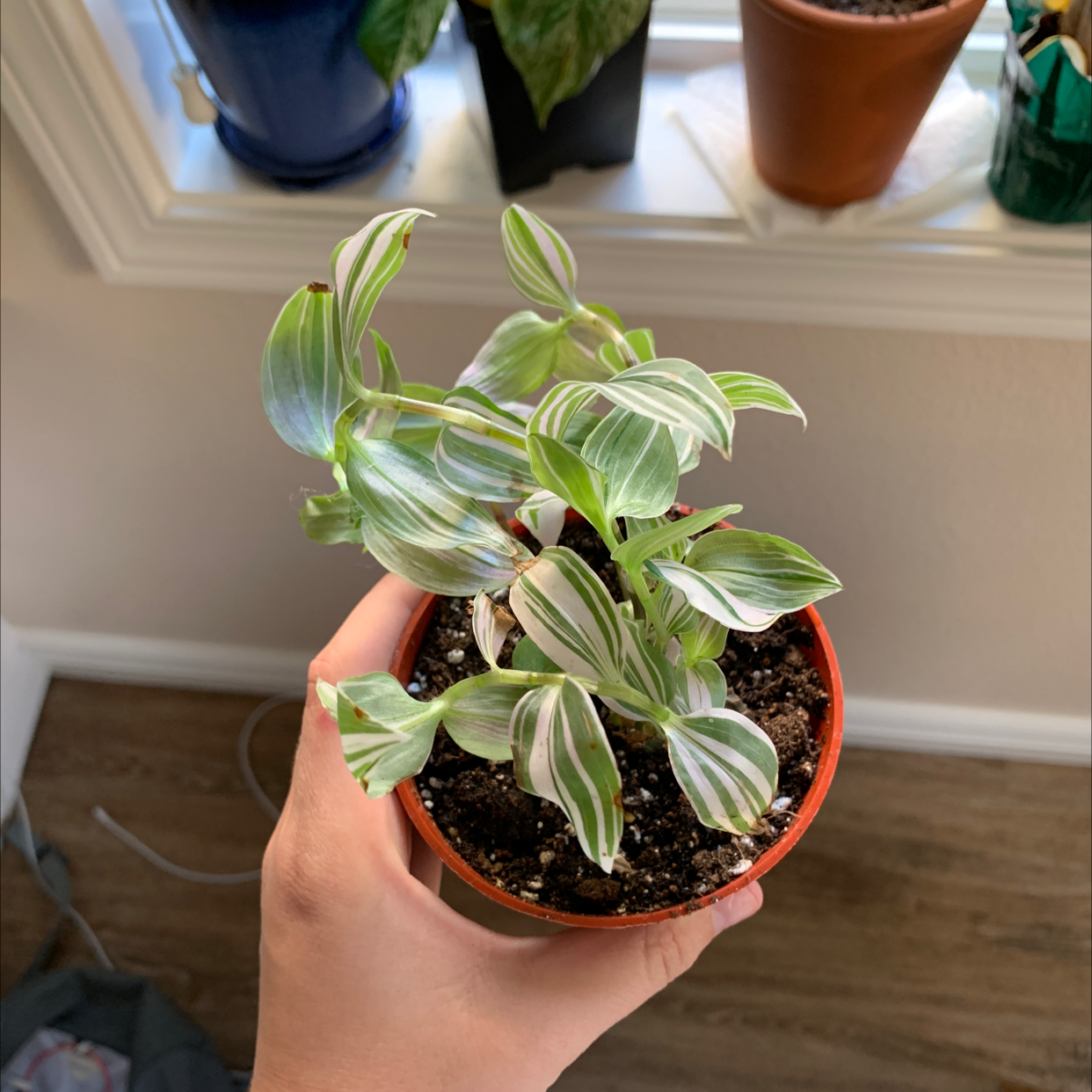 Small spiderwort plant with white striped leaves in a red pot, held by a hand. Some leaves show slight yellowing.