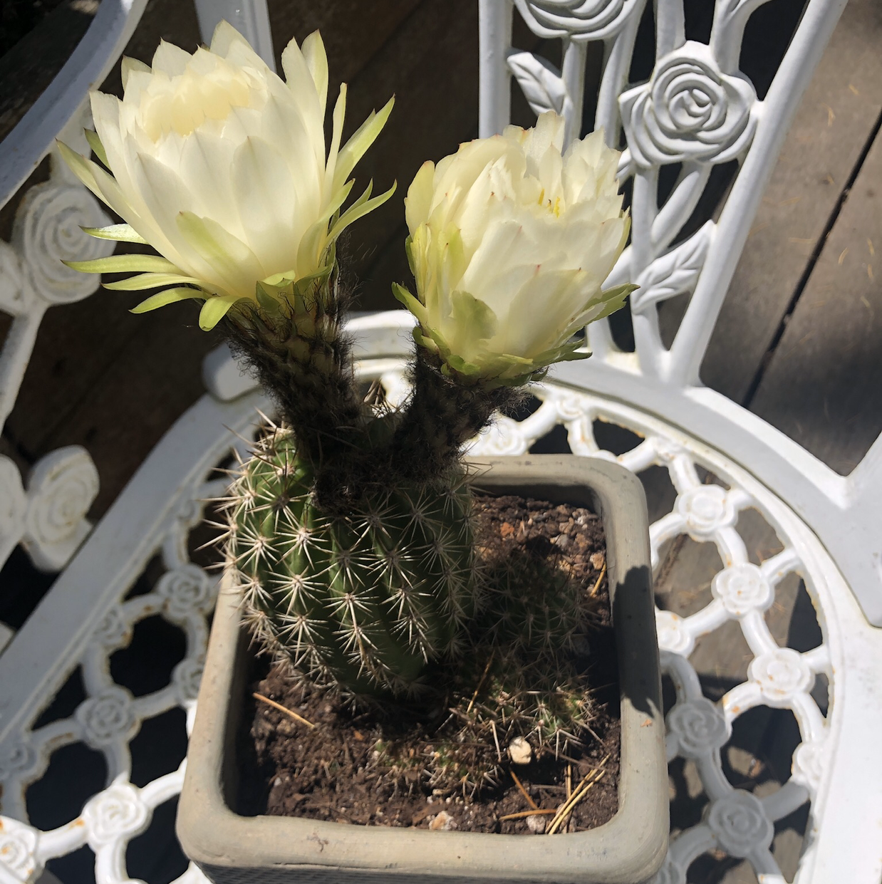Comb Hedgehog Cactus with two white flowers in a pot on a white chair.