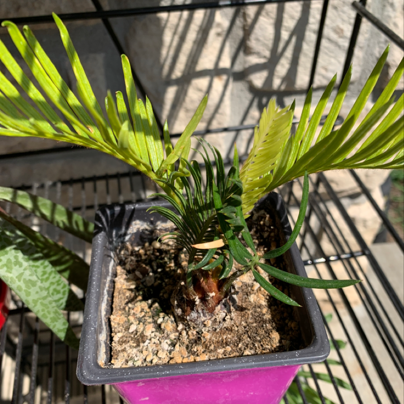 A thriving Mother of Thousands plant with bright green leaves and small plantlets growing along the leaf margins, in a small pink pot.
