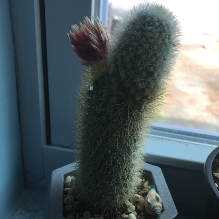 Golden Torch cactus with a flower bud, in a pot with visible soil and pebbles.