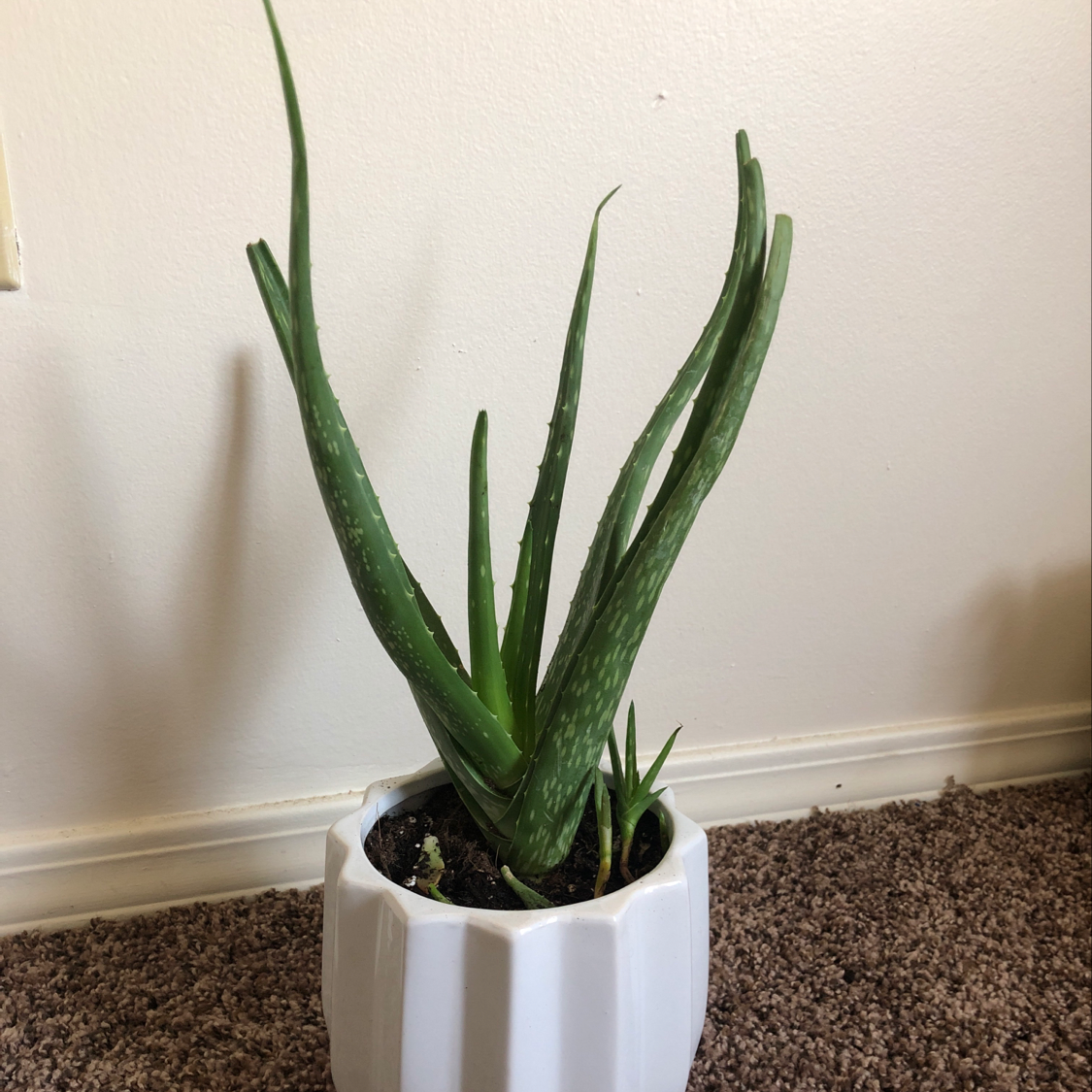 Healthy Aloe vera plant with vibrant green pointed leaves in a white ceramic pot, soil visible.