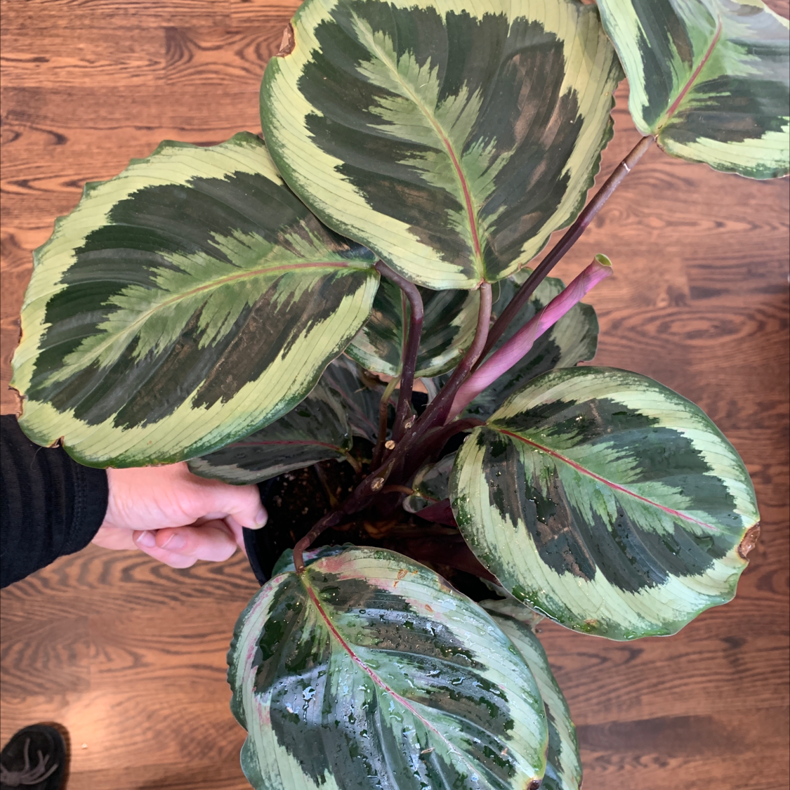 Calathea 'Medallion' plant photo by @Bethea0211 named Lillibet on Greg, the plant care app.