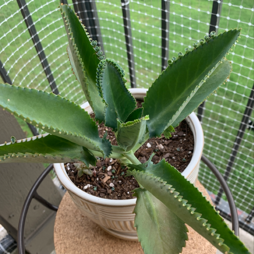 A healthy Mother of Thousands plant with long slender leaves and many small plantlets growing along the leaf edges, in a white pot.