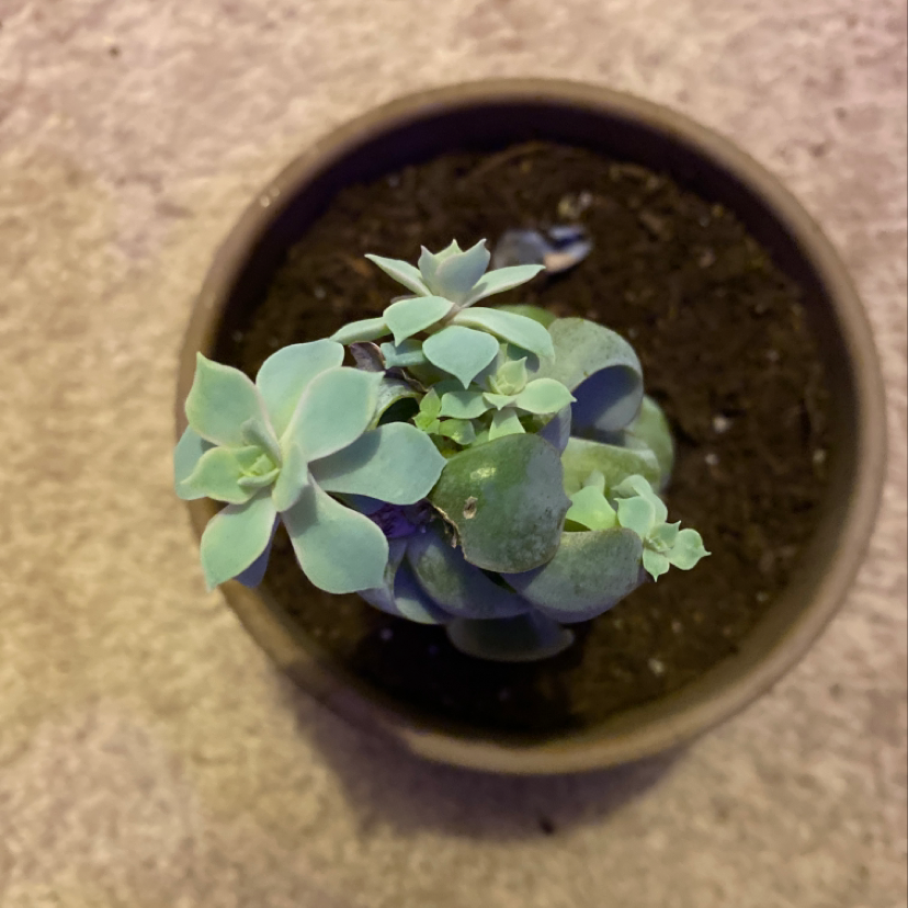 Top-down view of a healthy potted Ghost Plant (Graptopetalum paraguayense).