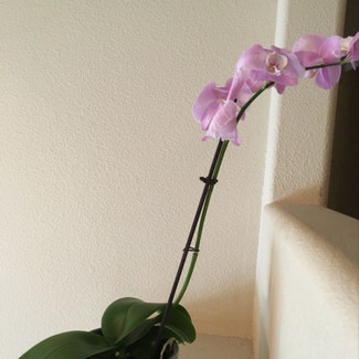 Phalaenopsis Orchid plant in Boise, Idaho