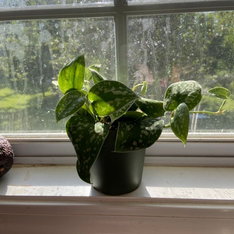Healthy, glossy Satin Pothos plant with variegated green and white leaves in a black nursery pot on a bright windowsill.