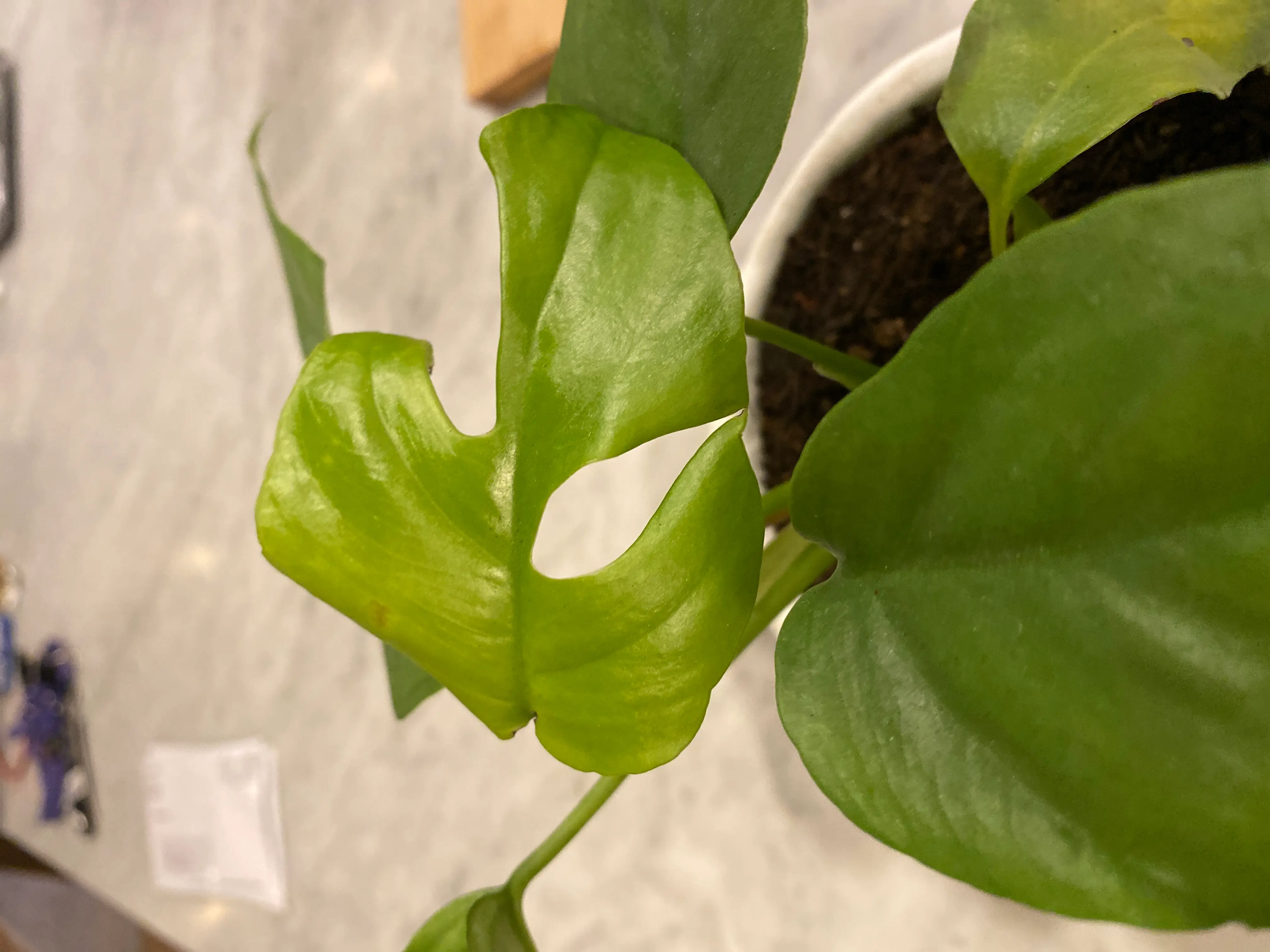 Mini Monstera plant with healthy green leaves and characteristic splits.
