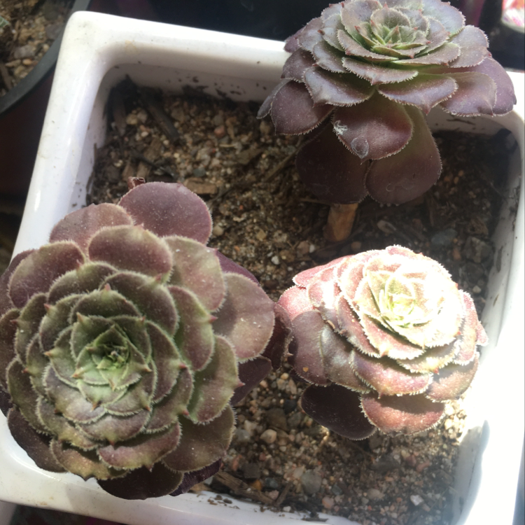 Three Tree Aeonium plants in a white pot with visible soil, well-framed and in focus.