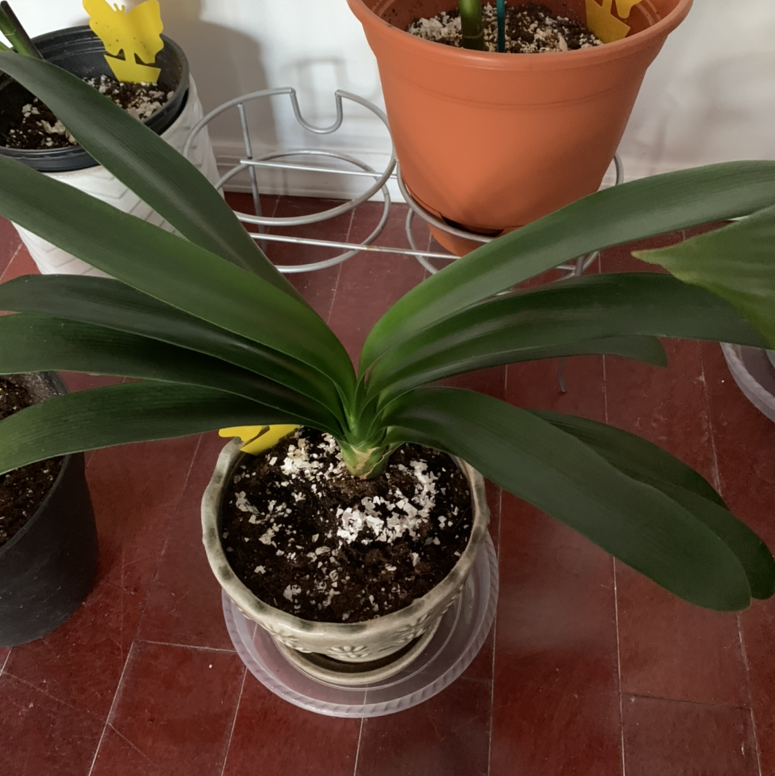 Healthy Bush Lily plant with long green leaves in a pot on a stand.