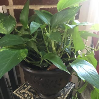 Jade Pothos plant in Catonsville, Maryland