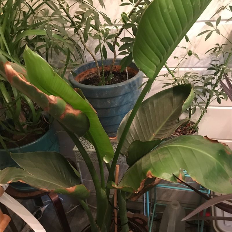 Healthy White Bird of Paradise plant with vibrant green leaves in a blue ceramic pot, thriving in a bright indoor setting.