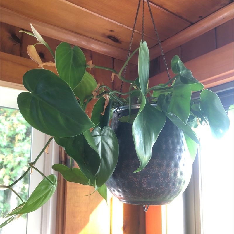 Healthy, trailing Heartleaf Philodendron with lush, deep green, heart-shaped leaves, hanging in a textured black planter.