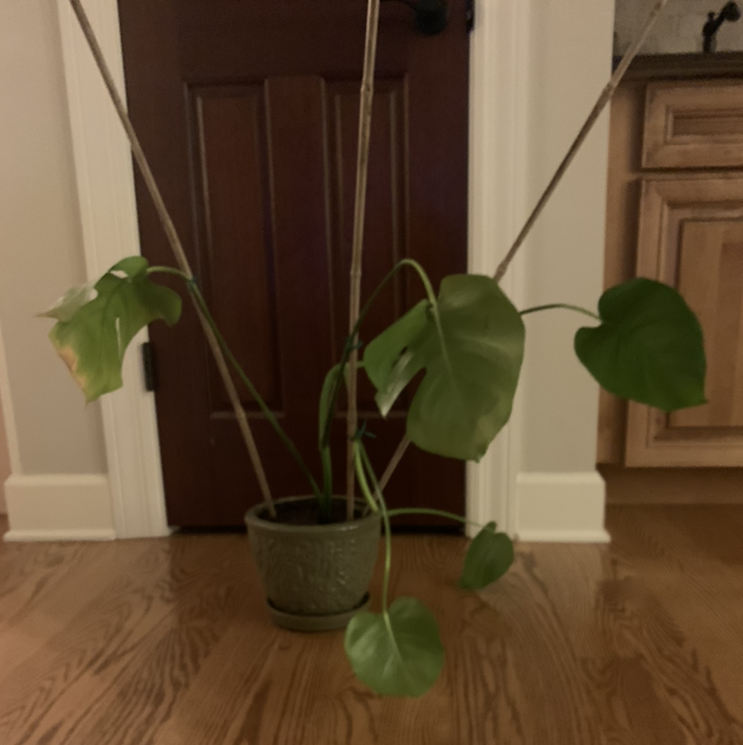 Monstera plant photo by @kibble named first mate pete the dreadful on Greg, the plant care app.