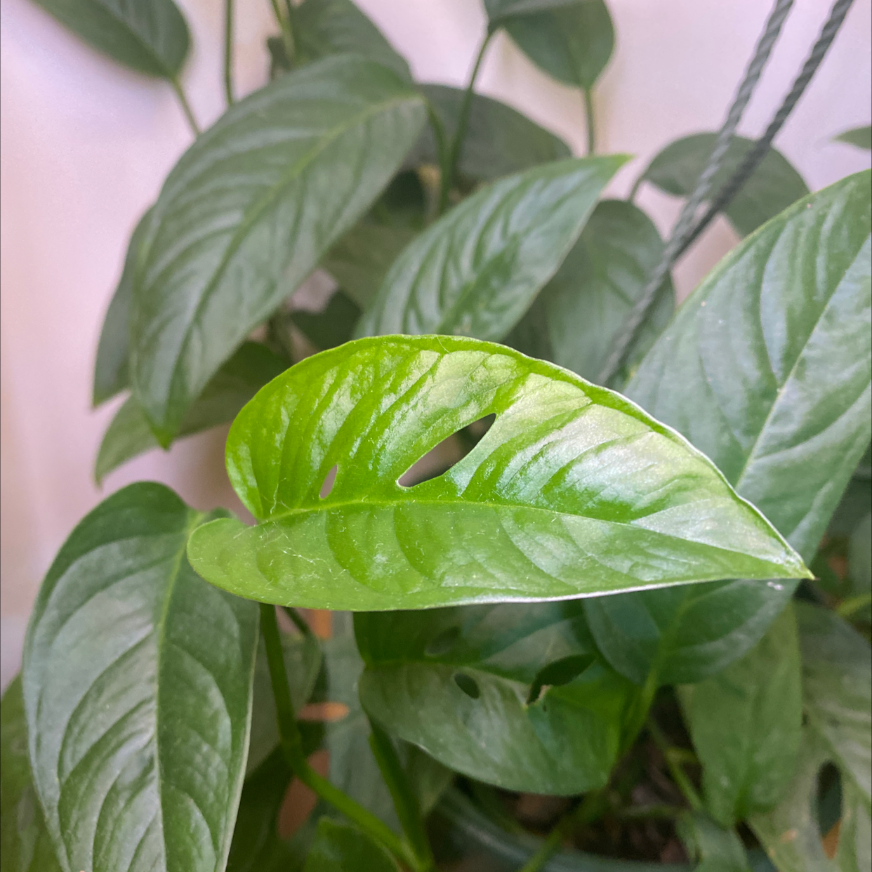 Swiss Cheese Vine plant with healthy green leaves and characteristic holes.
