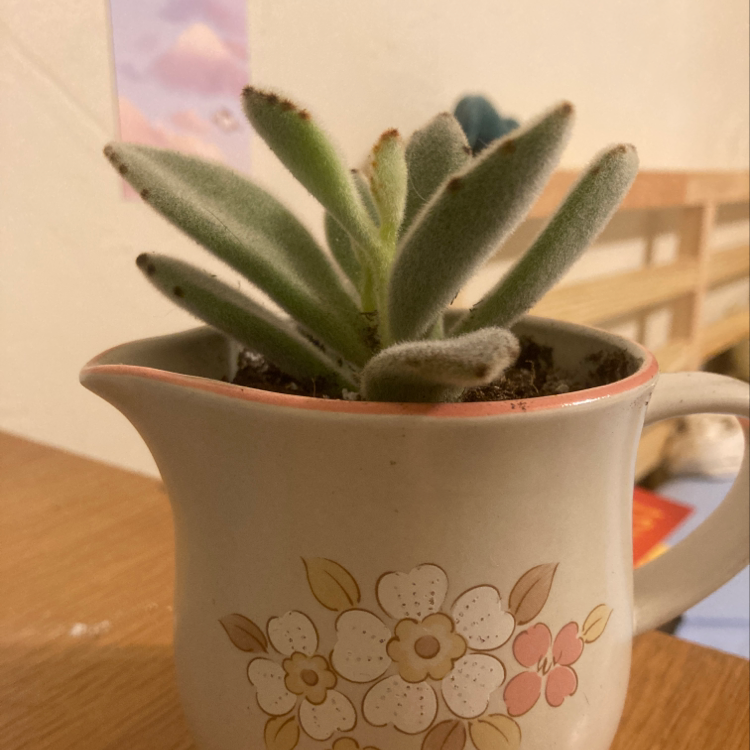 Panda Plant (Kalanchoe tomentosa) in a decorative pot, healthy with fuzzy leaves.