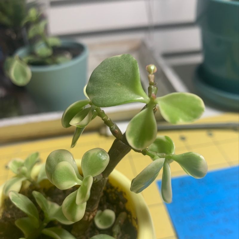 Porkbush plant photo by @kait named Elephant Mom on Greg, the plant care app.