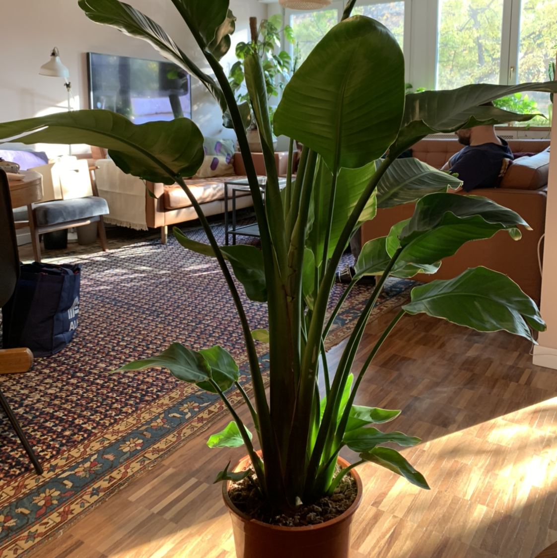 Healthy white bird of paradise plant with large glossy green leaves, no visible issues, in a living room.