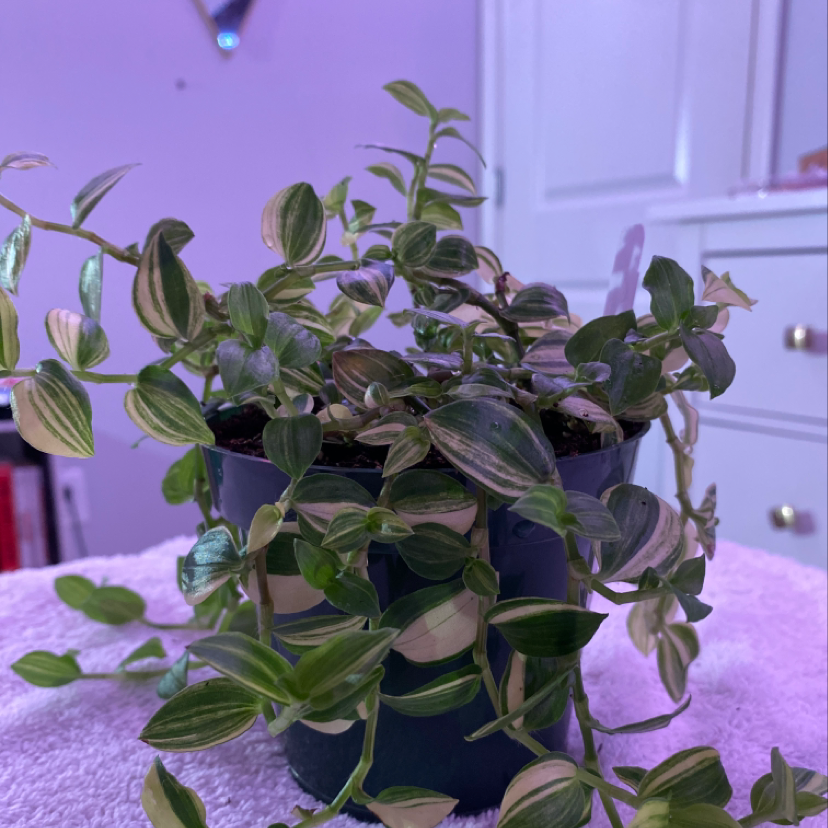 A lush variegated small-leaf spiderwort plant in a black nursery pot, with dense green and white oval leaves, against a pink background.